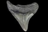 Juvenile Megalodon Tooth - Georgia #101415-1